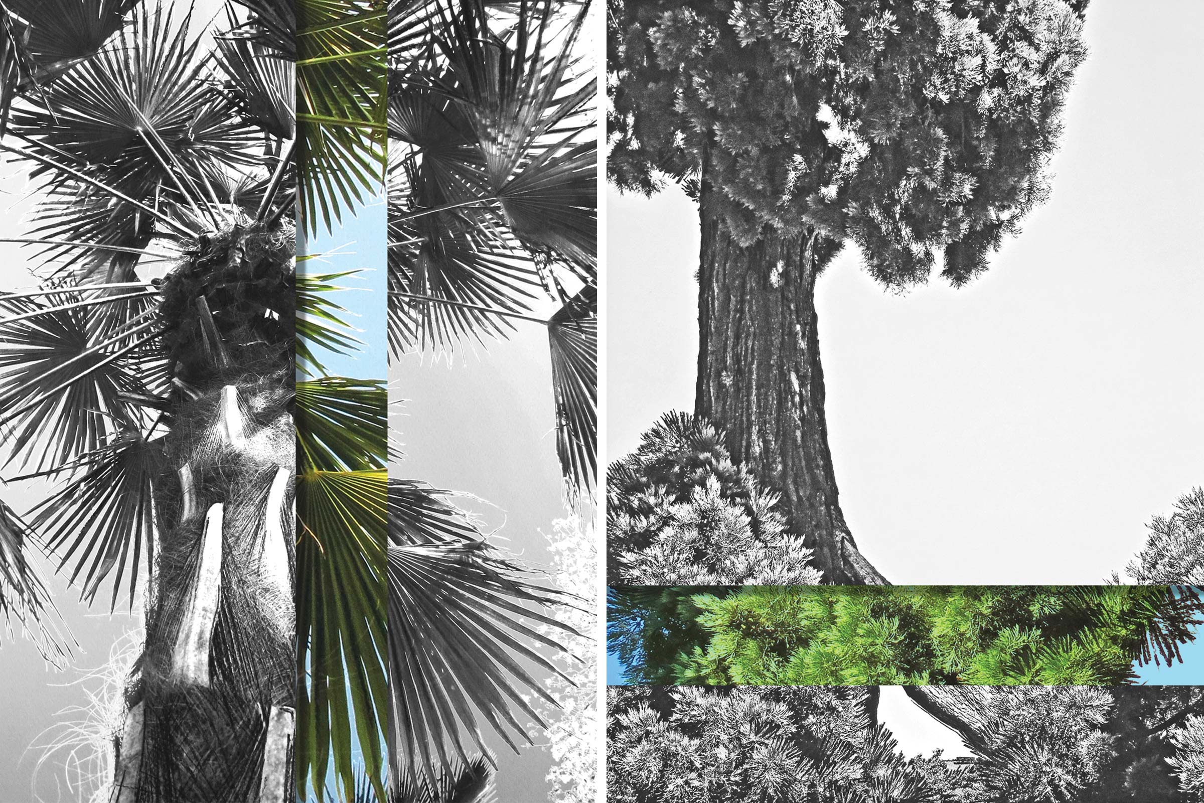 BARDULA - Au coeur des arbre image3